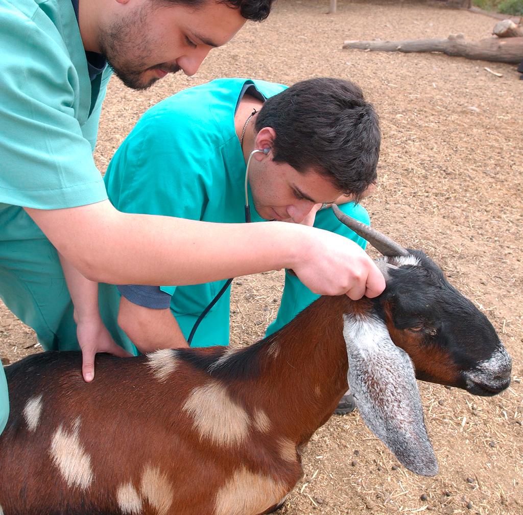 Ciencias Veterinarias