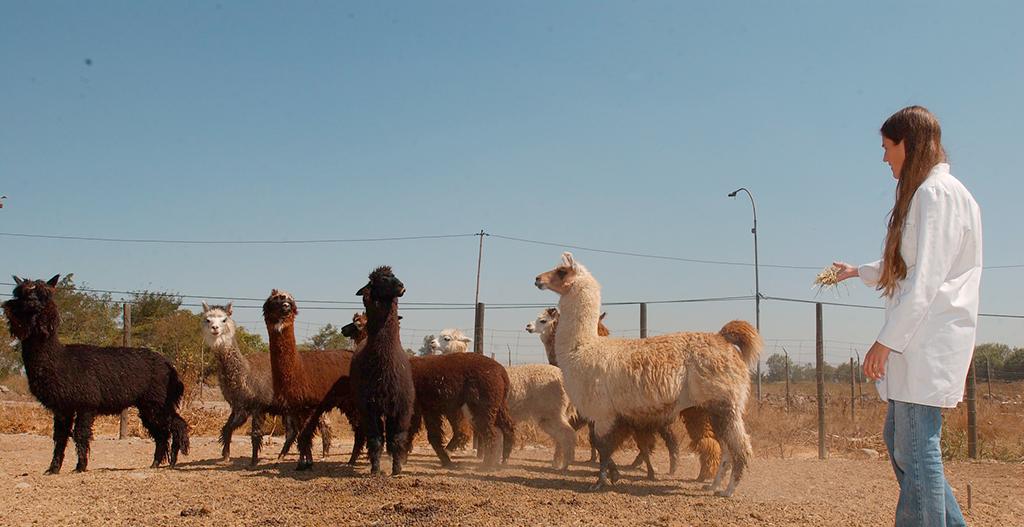 Medicina Veterinaria