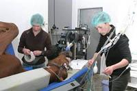 Los bloqueos anestésicos  constituyen una importante herramienta diagnóstica en las afecciones del sistema músculo esquelético del caballo.
