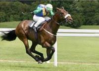 Un caballo ligado al deporte, deberá reponerse rápidamente mediante un diagnóstico certero y un  tratamiento adecuado, ambos rápidos y efectivos.