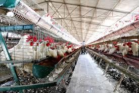 La gran mayoría de los casos humanos de gripe aviar por virus H5N1 se han registrado en personas que habían tenido contacto directo con aves infectadas vivas o muertas