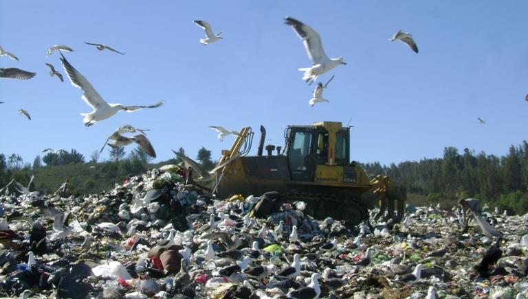 Son aves que habitan cerca de instalaciones humanas y pueden consumir muchos de los desechos que producimos.