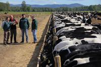 El  estudio de ODEPA busca entregar una orientación sobre la disponibilidad de animales bovinos a nivel nacional, que eventualmente se podrían destinar al mercado internacional.