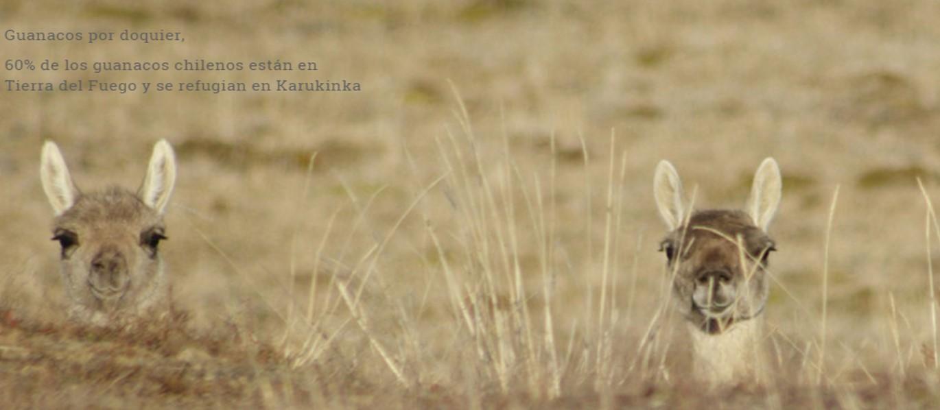 60% de los guanacos chilenos están en Tierra del Fuego y se refugian en Karukinka.
