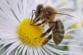 "En esta época, las abejas están en proceso de alimentación: las plantas están en plena floración", dice la académica de la Facultad,  Valeria Rojas.