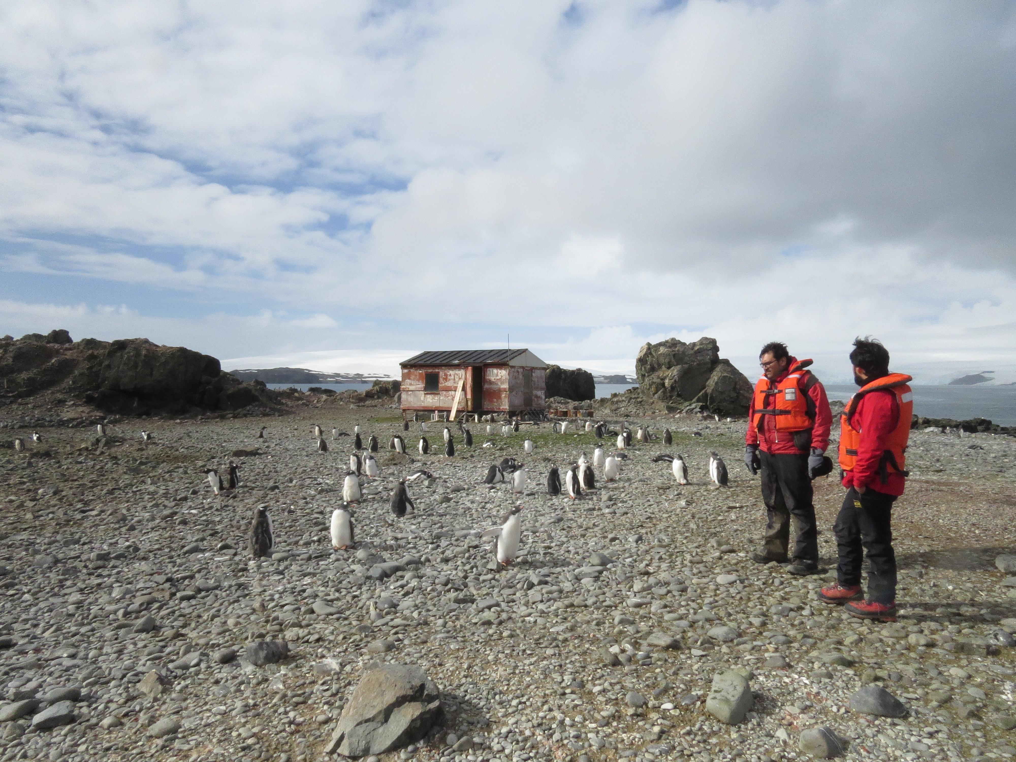 Los investigadores Dres. Neira y Barriga en la expedición en la Antártica chilena, al fondo de la imagen los Pingüinos de Papúa. 