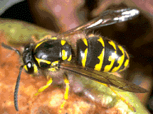 La Avispa Chaqueta Amarilla, Vespula Germánica, se valoró el impacto en la vitivinicultura, apicultura y producción de ciruelas.