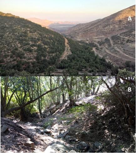 Vista panorámica del Santuario de la Naturaleza Quebrada de la Plata (A) y sector de bosque de Peumos (B).