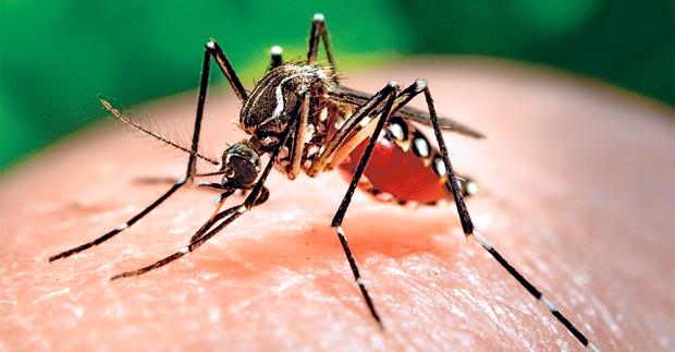 El virus Zika es una enfermedad similar al dengue, trasmitido a las personas a través de la picadura del mosquito infectado del tipo Aedes.