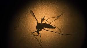 El hallazgo de mosquito Aedes aegypti en Arica generó inquietud la semana pasada, porque son los responsables de transmitir enfermedades como el virus Zika, la fiebre amarilla y el dengue.