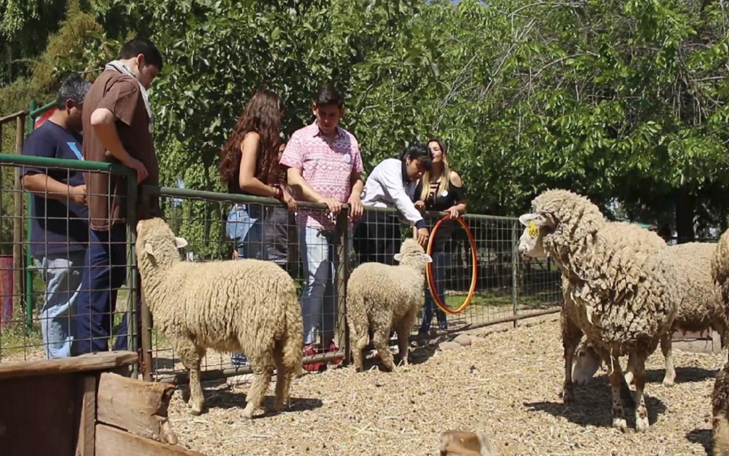Tres ovejas han sido adiestradas por cuatro profesionales, dirigidos por María José Ubilla, veterinaria, etóloga clínica y coordinadora del CTAA.