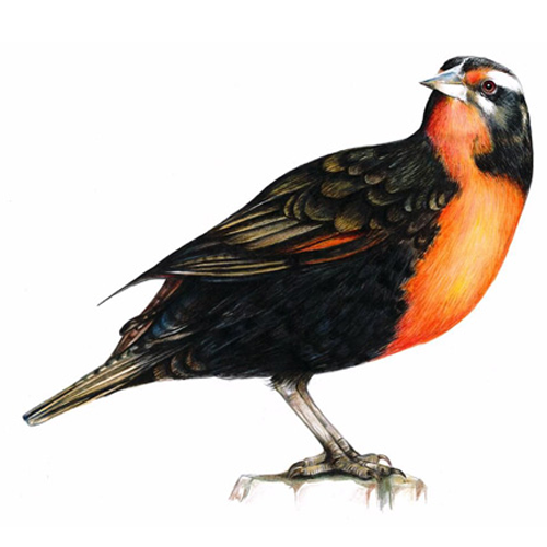 Se realizaron ilustraciones de cada ave, en manos del dibujante Camilo Maldonado, asimismo se realizaron las vocalizaciones por Guillemo Egli.