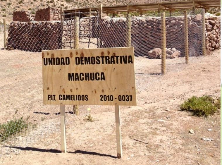 "Fortalecer los procesos de innovación y competitividad de la ganadería camélida de la Agricultura Familiar Campesina en San Pedro de Atacama, Alto El Loa y Ollagüe", se denomina el proyecto.