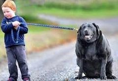 Según estudios de Royal Canin, en Chile cerca del 30% de las mascotas padecen obesidad.