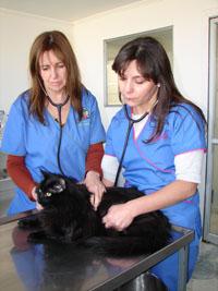 La Dra. Loreto Muñoz y la Dra. Paola Ledesma, ambas especialistas en medicina animales pequeños de Favet.