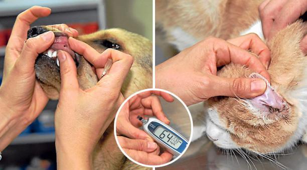 No son pocos los casos de mascotas que sufren de diabetes, una enfermedad que ataca silenciosamente y puede traer graves consecuencias si no es detectada a tiempo.