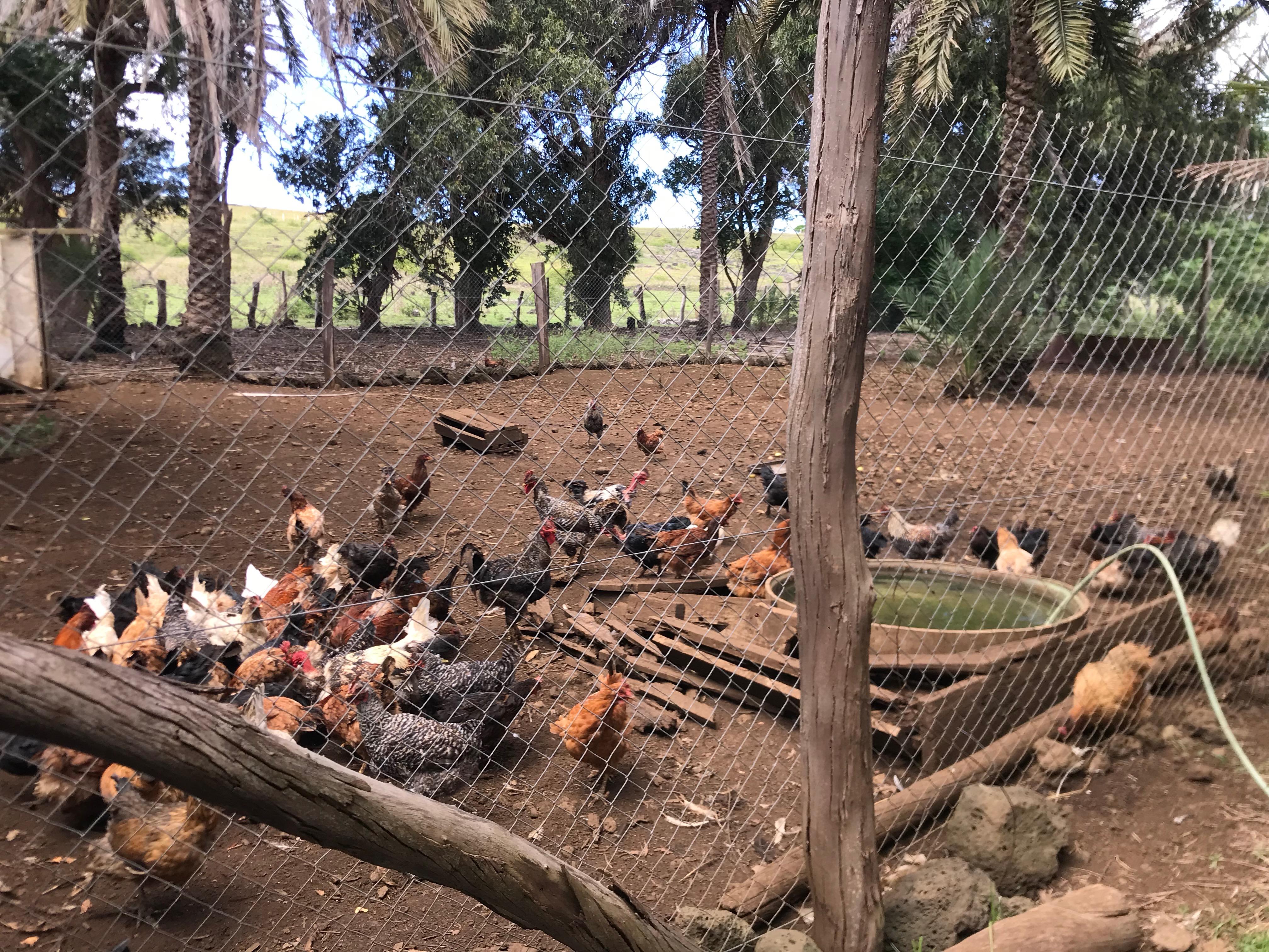 Los investigadores lograron identificar la infección con virus influenza en aves y cerdos mantenidos en sistemas de producción de traspatio (asociada a pequeños productores) en Chile central.