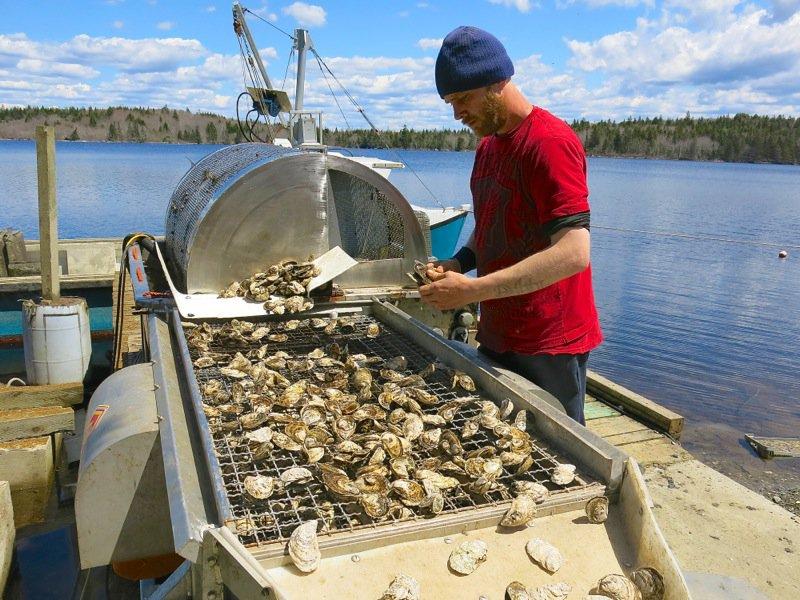 La industria de las ostras en el este de Canadá está creciendo con ingresos de casi $ 31 millones en 2017, un aumento del 25% con respecto a 2016.