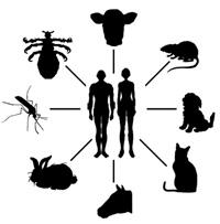  Más de un 60% de las enfermedades tienen un componente animal en su transmisión y por tanto se consideran zoonóticas