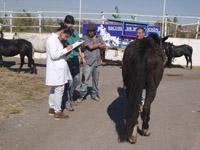 Las atenciones veterinarias se realizan los días lunes a partir de la 13.00 horas en FAVET, para caballos de tiro de las comunas de La Pintana, Puente Alto y San Bernardo.