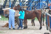 Los estudiantes de primero a quinto año tienen la posibilidad de prestar un apoyo y aplicar sus conocimientos profesionales. Hasta la fecha se han atendido a más de 120 caballos.