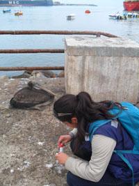 El estudio involucró a más de mil aves silvestres a lo largo de 2000 kilómetros de la costa de Chile, entre Arica y Punta Arenas.